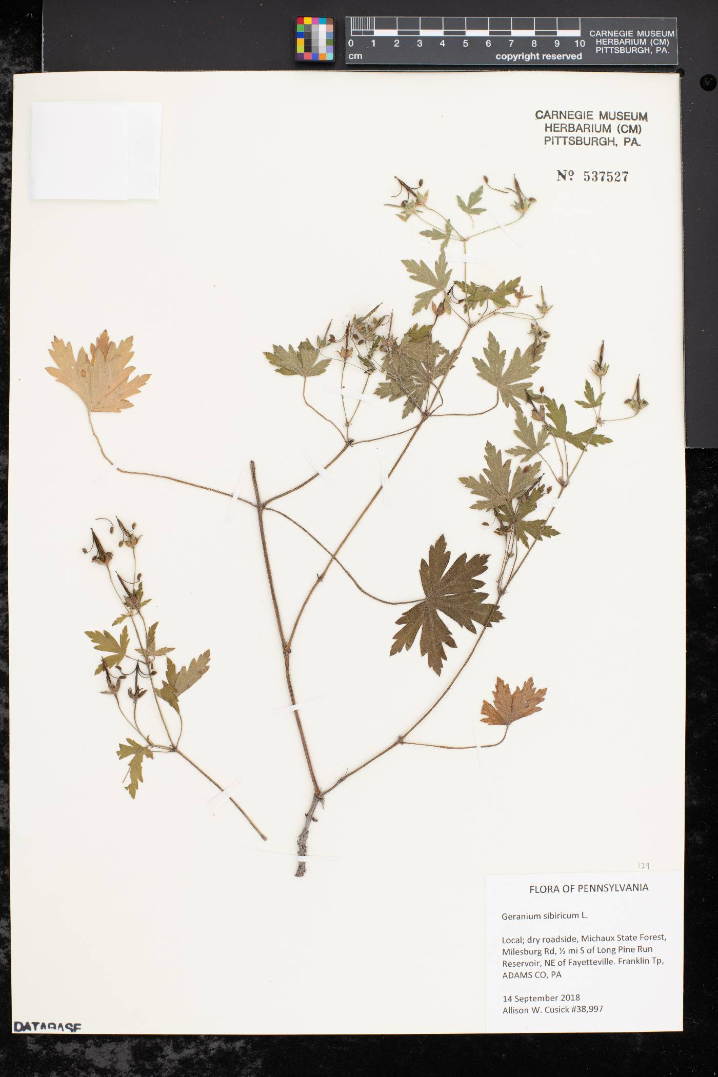 Geranium sibiricum image