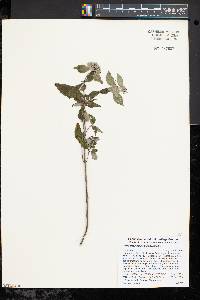 Pycnanthemum incanum image