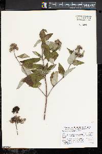 Pycnanthemum incanum image