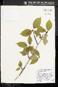 Ilex montana image