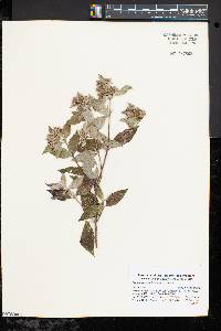 Pycnanthemum incanum image