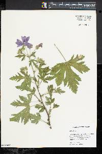 Malva alcea image