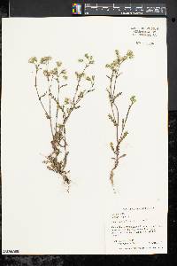 Senecio vulgaris image