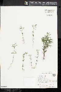 Chaenorhinum minus image