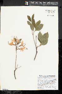 Rhododendron prinophyllum image