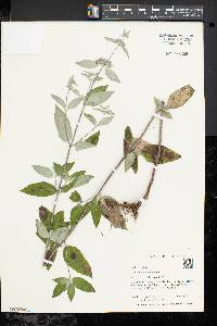 Pycnanthemum muticum image