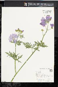 Malva moschata image