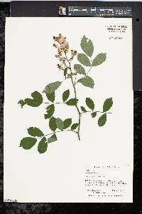 Rosa multiflora image