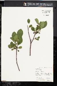 Rhamnus alnifolia image