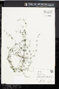 Galium palustre image