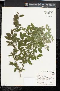 Ligustrum obtusifolium image