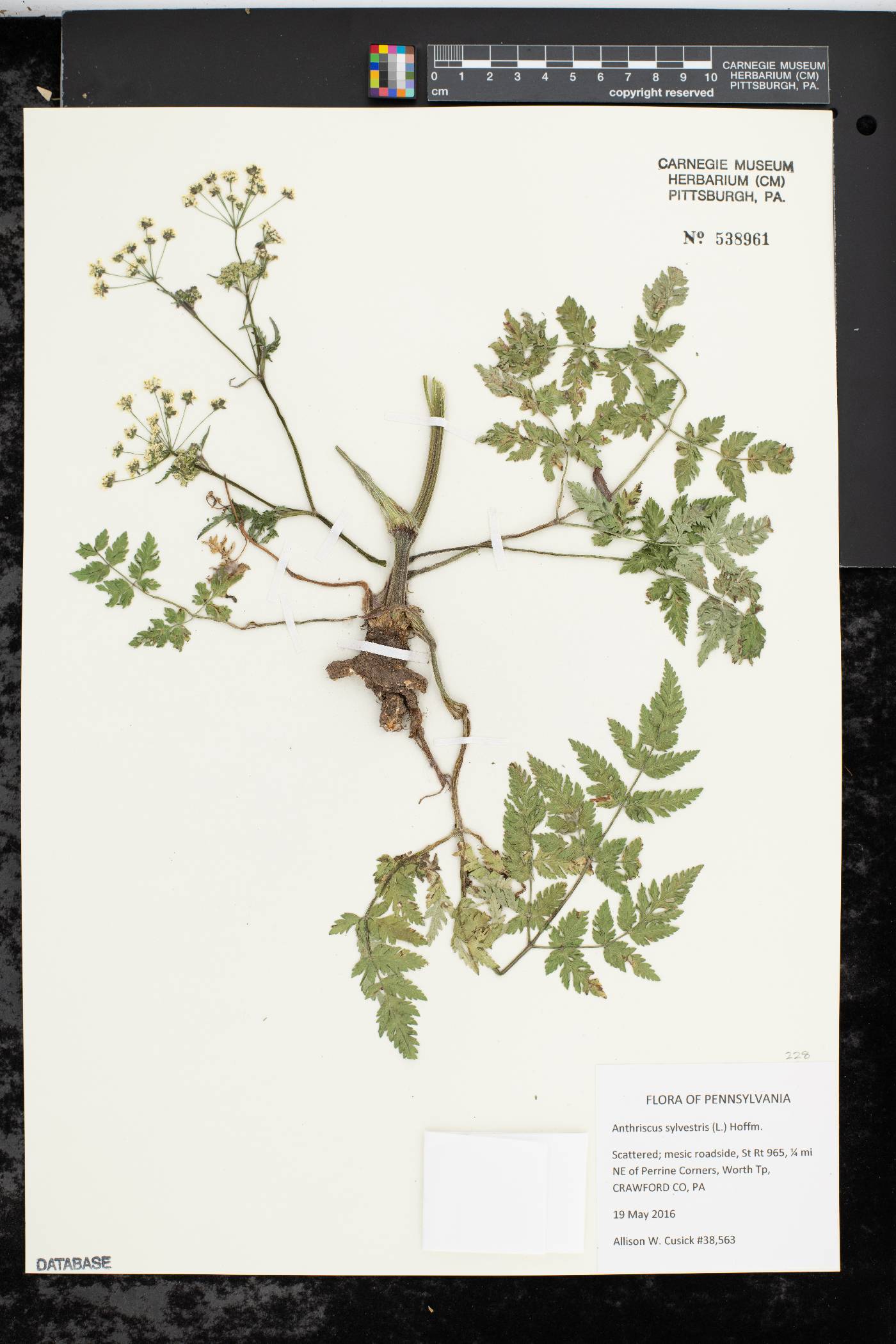 Anthriscus sylvestris image