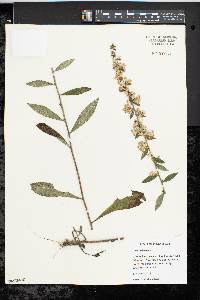 Solidago bicolor image