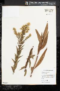 Solidago sempervirens image