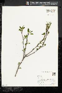 Ilex mucronata image