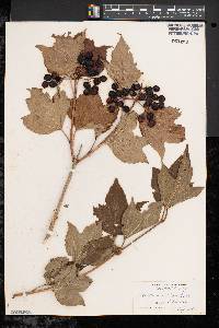 Viburnum opulus image