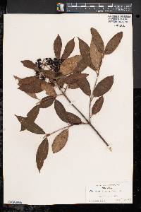 Viburnum cassinoides image