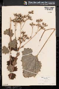 Arnoglossum atriplicifolium image