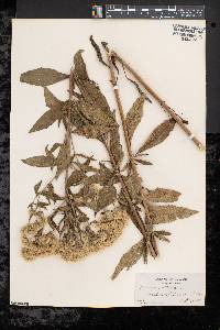 Eupatorium altissimum image