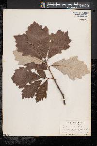 Quercus bicolor image