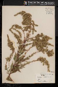 Solidago canadensis var. canadensis image