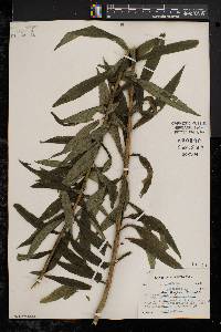 Solidago canadensis var. hargeri image