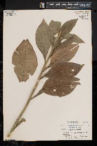 Solidago patula image