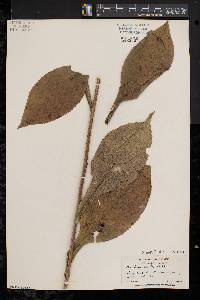 Solidago patula image