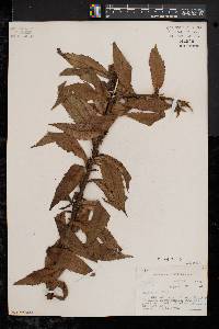 Solidago rugosa var. rugosa image