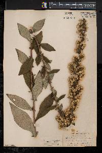 Solidago squarrosa image