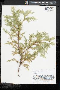 Thuja occidentalis image