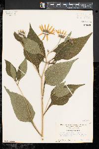 Helianthus tuberosus image