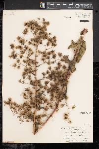 Lactuca biennis image