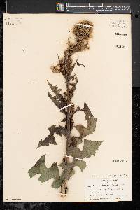 Lactuca biennis image