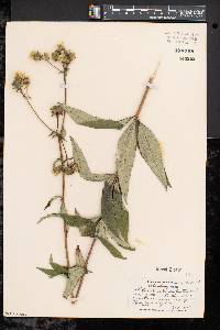 Silphium asteriscus var. trifoliatum image