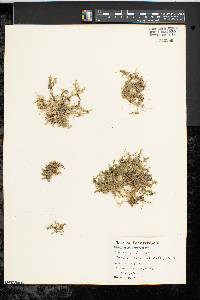 Selaginella apoda image