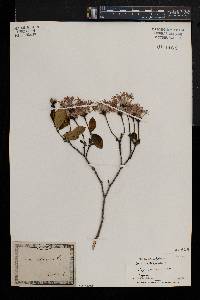 Dais cotinifolia image