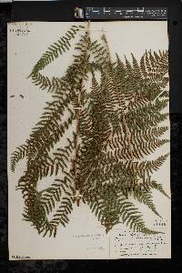 Athyrium filix-femina var. asplenioides image