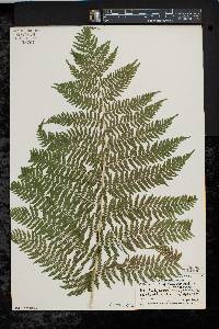 Athyrium filix-femina var. asplenioides image