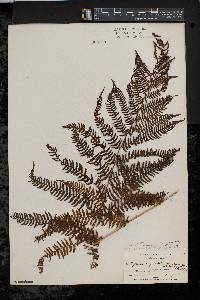 Athyrium filix-femina var. asplenioides image
