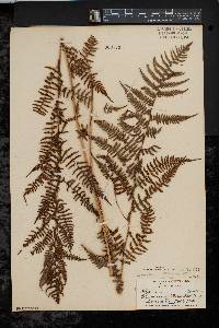 Athyrium filix-femina var. asplenioides image