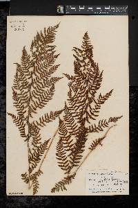 Athyrium filix-femina var. asplenioides image