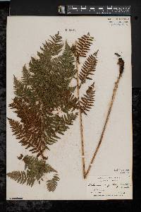 Athyrium filix-femina var. asplenioides image