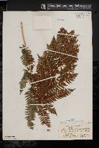 Athyrium filix-femina var. asplenioides image