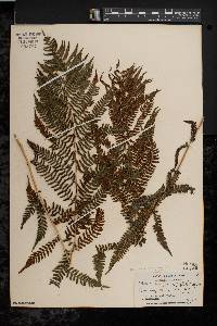 Athyrium filix-femina var. asplenioides image