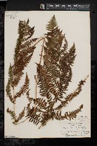 Athyrium filix-femina var. asplenioides image
