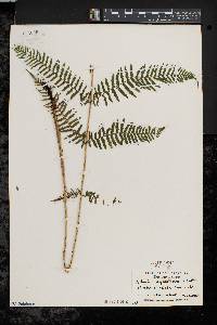 Athyrium filix-femina var. asplenioides image