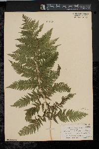 Athyrium filix-femina var. asplenioides image