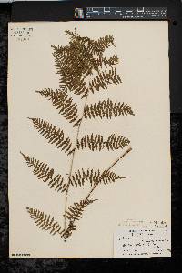 Athyrium filix-femina var. asplenioides image