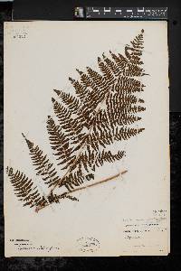 Athyrium filix-femina var. asplenioides image